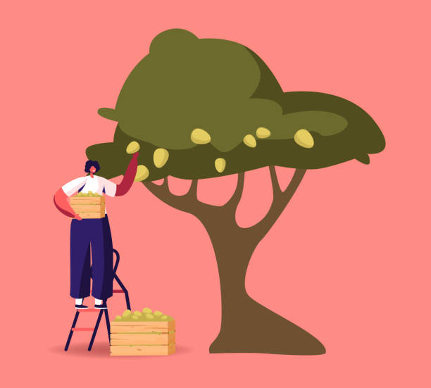 illustrazioni stock, clip art, cartoni animati e icone di tendenza di stand di raccolta delle donne su scala raccogliendo olive mature dal ramo degli alberi con bacche verdi e foglie in scatola di legno - mature women isolated mature adult women