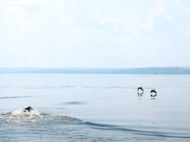 istock Dog hunting ducks in the river in summer day 1266654886