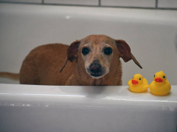 istock Two yellow duckies next to weenie dog 1266654913