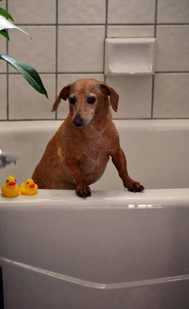 istock I'm a very dirty senior dog 1266654976