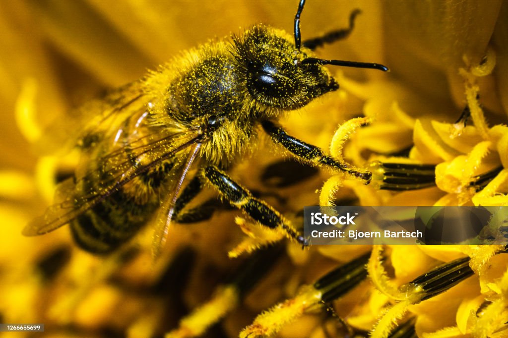 Insect selection A honey bee collecting pollen in a sunflower. Agricultural Field Stock Photo