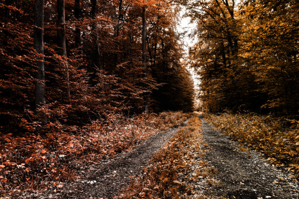 bosque de otoño - herbstwald fotografías e imágenes de stock