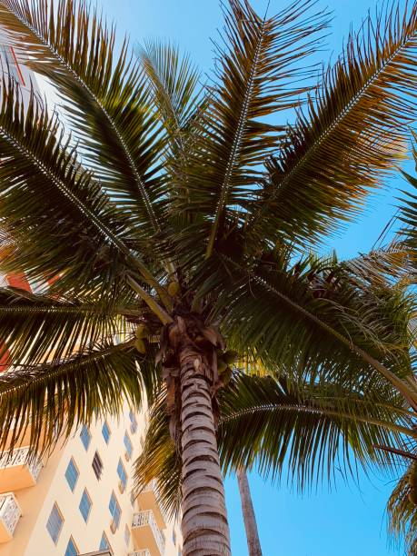 Good Vibes of Florida