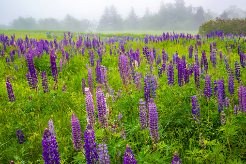 Purple meadow flowers on a green blurred background. Spring landscape. Web banner. Ukraine.