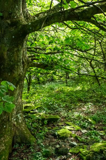 istock Loch Lindean Woodland. 1266657903