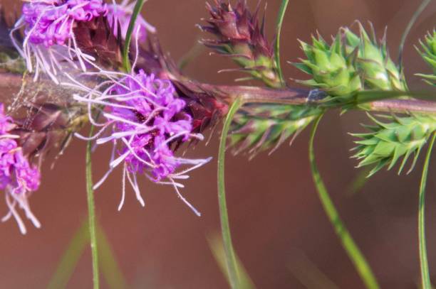 istock Scaly blazing star wildflower 1266657963