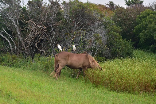 Two cattle egrets perched on the back of a wild horse, assateague pony, in a symbiotic relationship.  The birds clean the horse, the horse gives it a ride