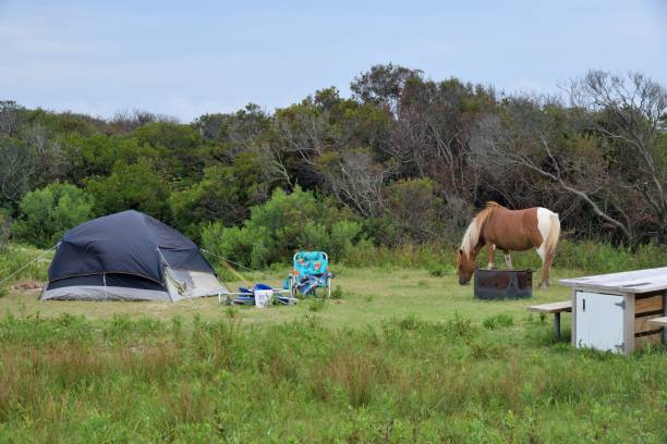 Assateague Pony Camping Out An assateague, chincoteague if you prefer, pony grazing in the campground reserved for tent campers on a august morning.  If it can get to your ice chest, it will gladly open it for you assateague island national seashore photos stock pictures, royalty-free photos & images