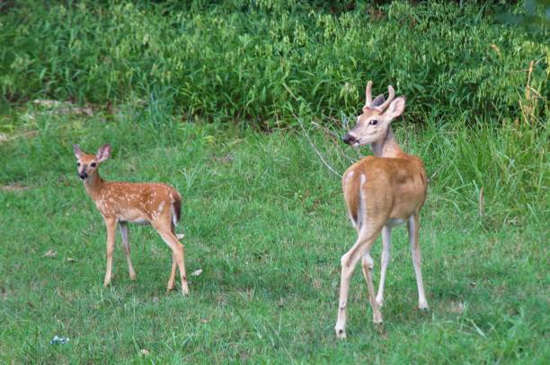 istock Whitetailed deer fawn with buck 1266658882