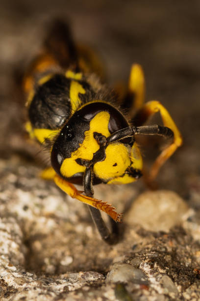 istock Close-up of wasp. Dangerous wasp in nature 1266659956
