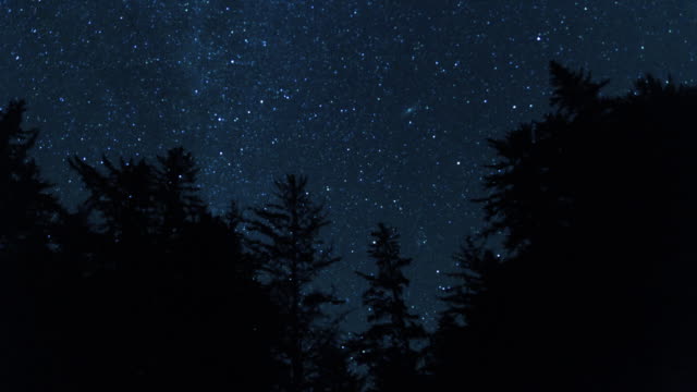 Milky Way Night Sky Above the Treetops
