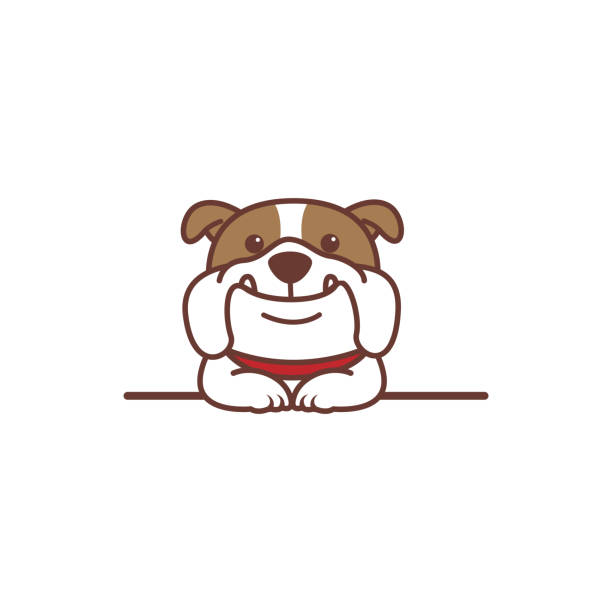 ilustraciones, imágenes clip art, dibujos animados e iconos de stock de lindo perro bulldog sonriendo sobre la pared de dibujos animados, ilustración vectorial - bulldog