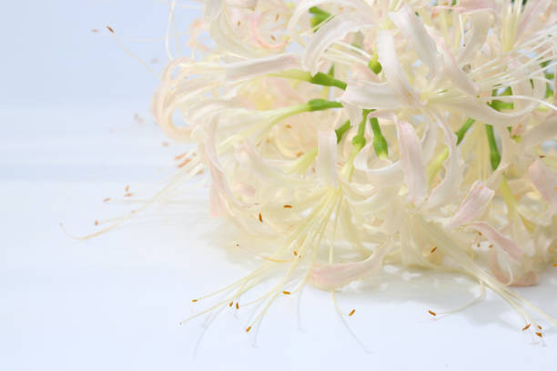 Pictured hurricane lily in a white background.