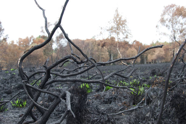 istock Tangle of twisted burnt branches after a forest fire 1266661002