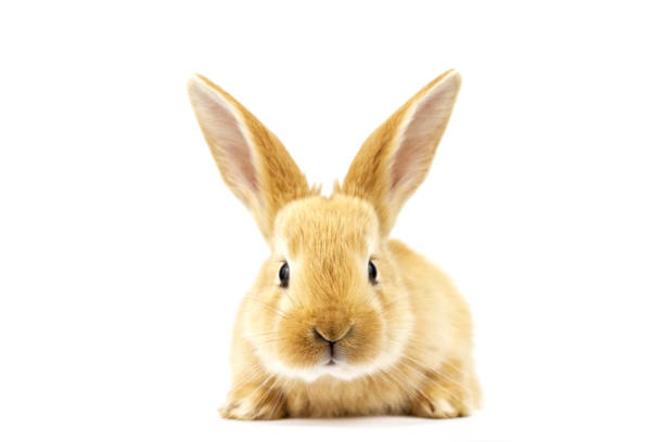 istock Domestic rabbit sits on a white background. 1266661867