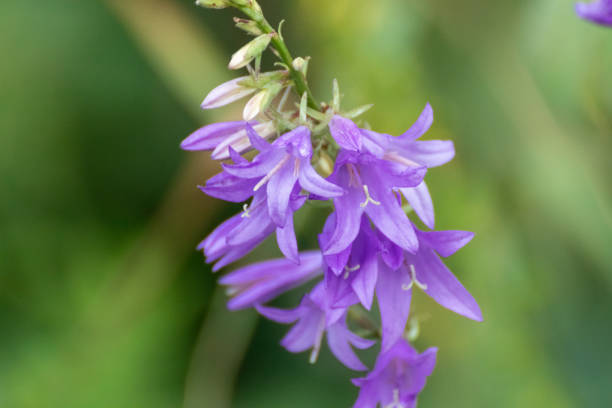 istock Violet bluebell flowers close-up with green blur 1266664696