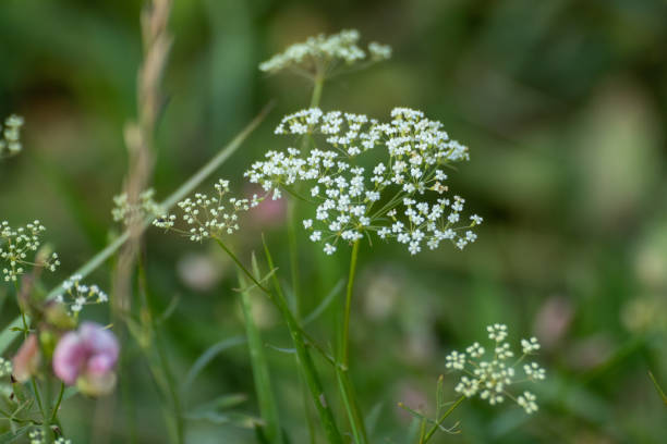 Pimpinella saxifraga flowers on green grass macro Macro of  white Pimpinella Saxifraga or burnet-saxifrage flowers plant with blurred background. Natural wild lawn close-up pimpinella saxifraga stock pictures, royalty-free photos & images