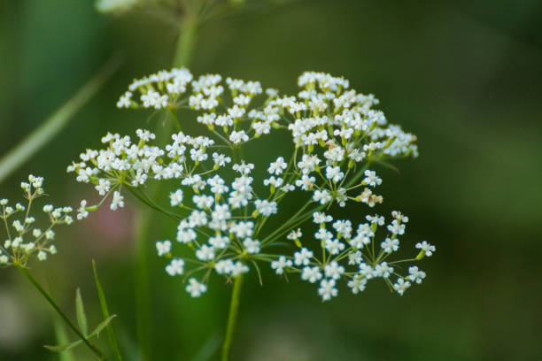 Pimpinella saxifraga flowers on green grass macro Macro of blooming white Pimpinella Saxifraga or burnet-saxifrage flowers plant with blurred background. Natural wild lawn close-up pimpinella saxifraga stock pictures, royalty-free photos & images