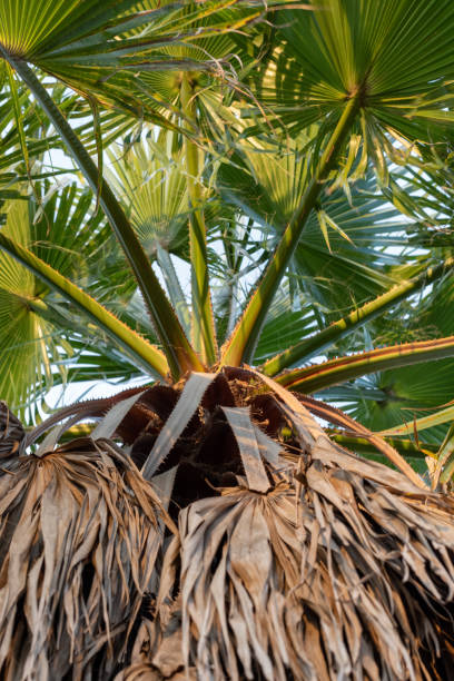istock Palm tree native to California 1266665467