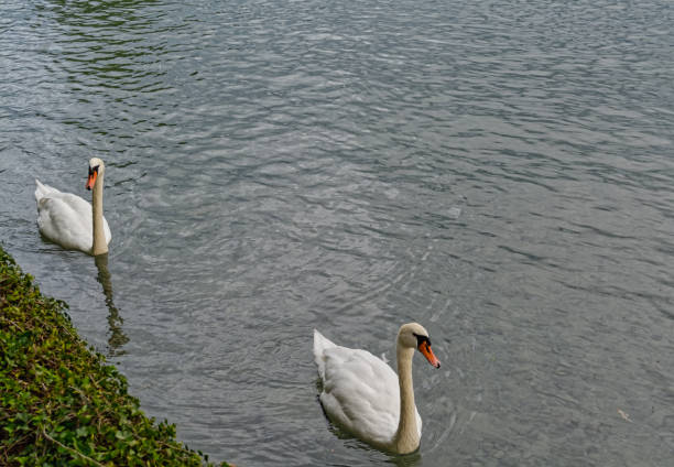 istock Two swans on the lake 1266665707