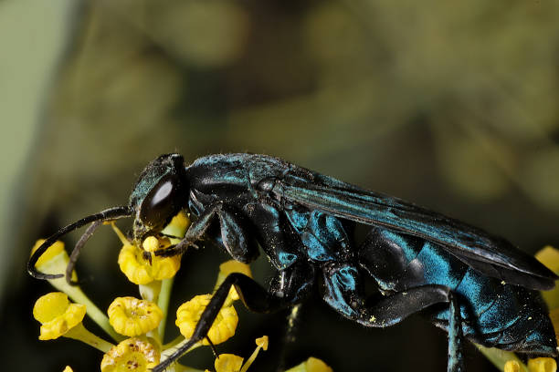 istock Spider Wasp (Pompilidae) Foraging on Fennel (Foeniculum vulgare) 1266666849