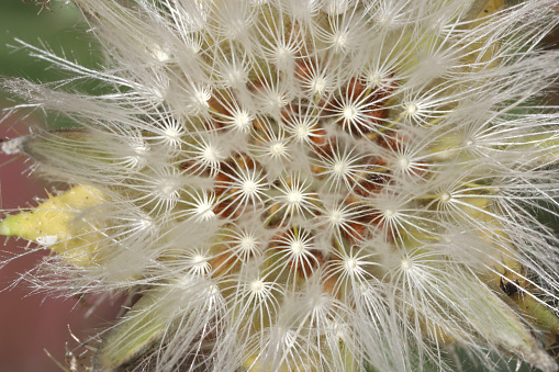 Detail of the white parachute-like fruits with seeds of a mature Hawkweed plant.