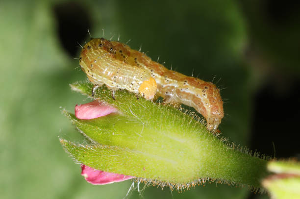 noctuid moth caterpillar, possibly tobacco budworm, aka, geranium budworm (chloridea virescens) - virescens imagens e fotografias de stock