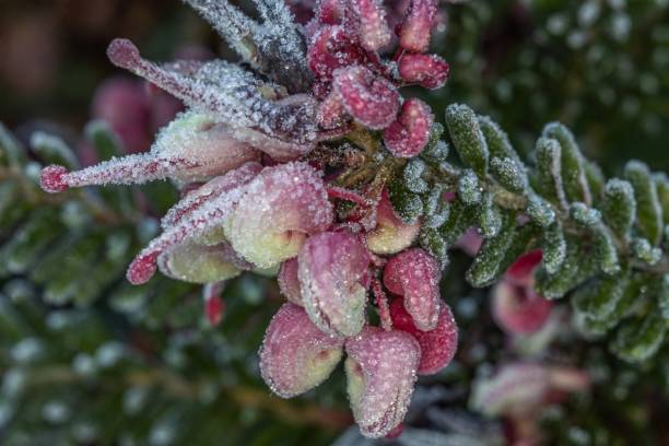 istock Grevillea flower covered in frost 1266670677