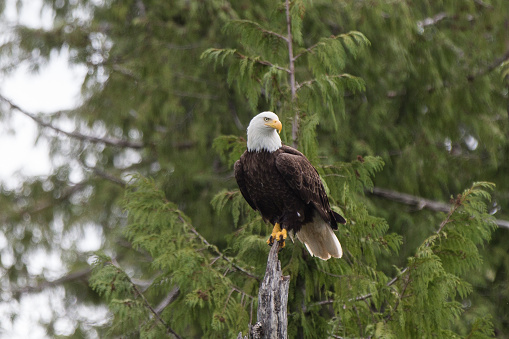 Two bald eagles perched in Alaska and searching for prey
