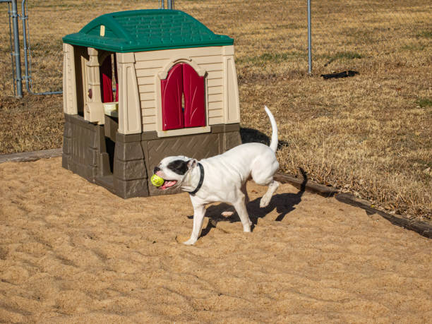 istock American Bulldog playing fetch 1266672159