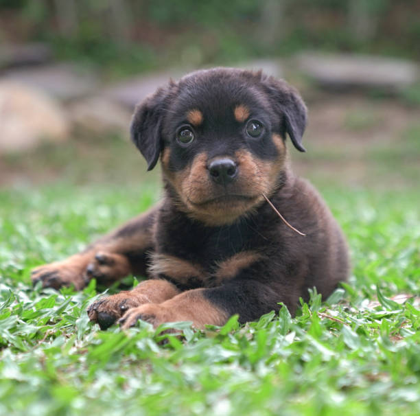 istock Puppy dog sitting on grass 1266672199