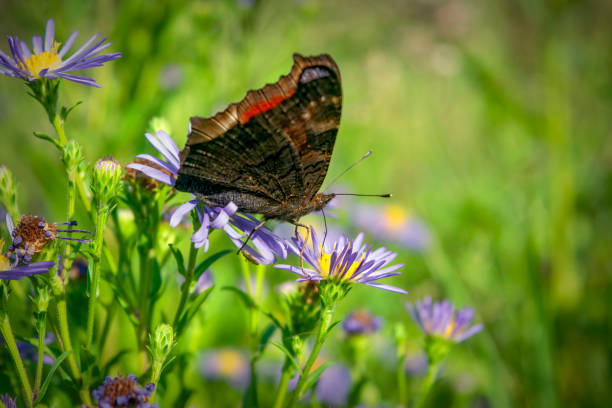 istock A beautiful Peacock Butterfly, Aglais io, nectaring on a Wild aster flower. 1266673008
