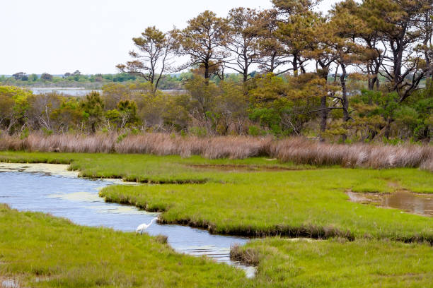 istock A Great Egret in salt marsh wetlands at Assateague Island 1266673812