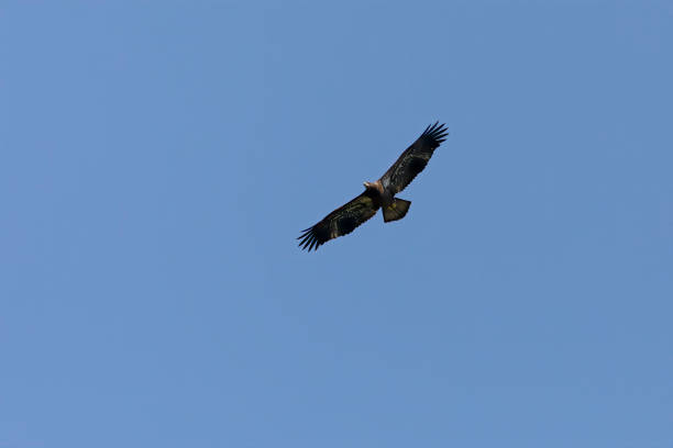 yong águia careca em voo - silhoute - fotografias e filmes do acervo