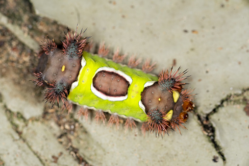 Saddleback moth (Acharia stimulea) larva crawling about with contrasting, vibrant colors advertising that it is not to messed with. Photo taken in Gainesville, Florida. Nikon D750 with Nikon 105mm macro lens and and SB21 flash