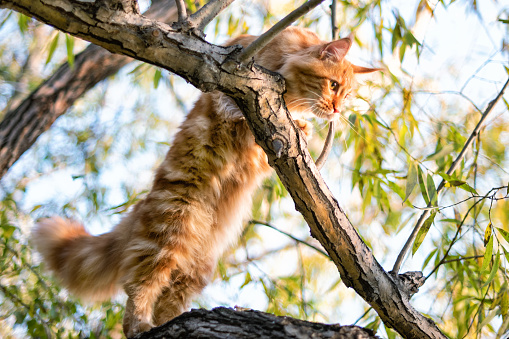 A big maine coon kitten sitting on a tree in a forest in summer.