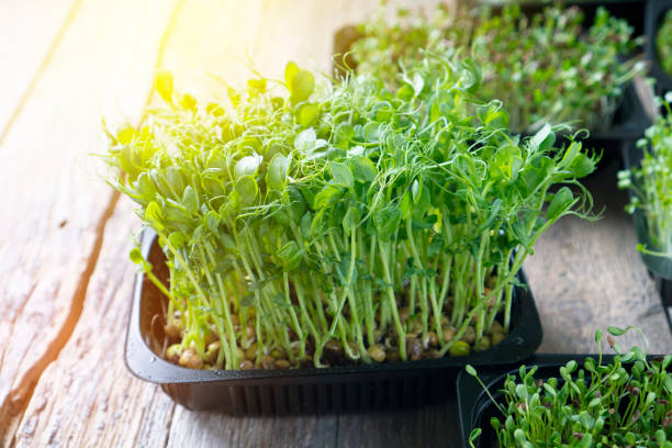 istock Microgreen sprouts in the trays on a wooden table 1266679803