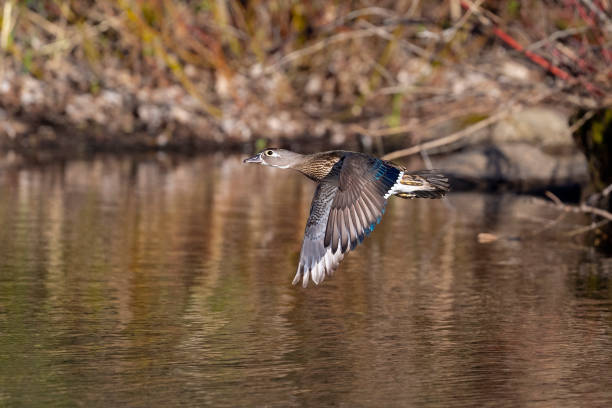istock Wood duck, Aix Sponsa, female bird in flight 1266682891
