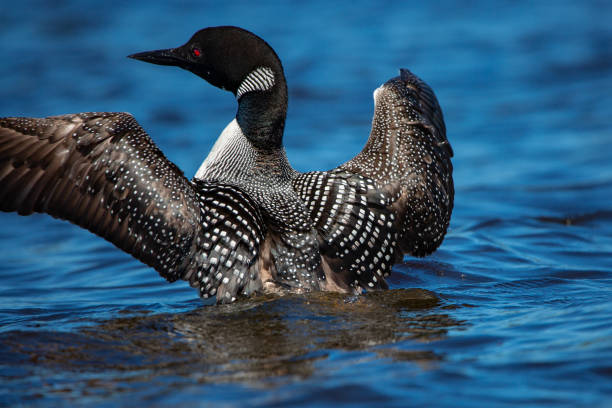 nahaufnahme eines erwachsenen gemeinsamen loons (gavia immer) mit flügeln auf rainbow flowage in northern wisconsin - common loon stock-fotos und bilder