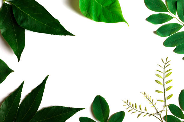 istock Green leaves on white paper background. 1266685032