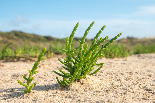 Green samphire or salicornia plants in sand at the seashore.