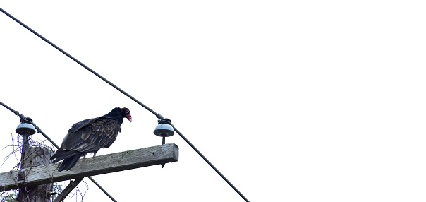 A single turkey vulture perched atop a telephone pole.