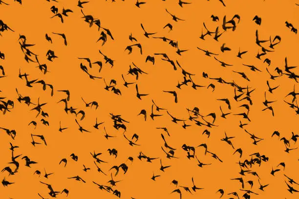 A large flock of birds against an orange sky at dusk.