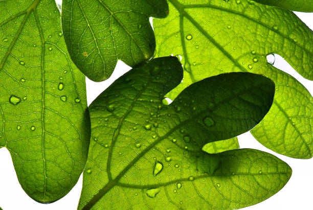 Sassafras Tree Leaves With Water Drops
