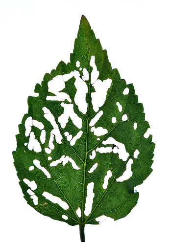A leaf that has been eaten by insects and other pests.