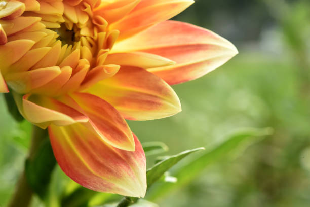 A yellow and red Dahlia imaged very close upon a green background.