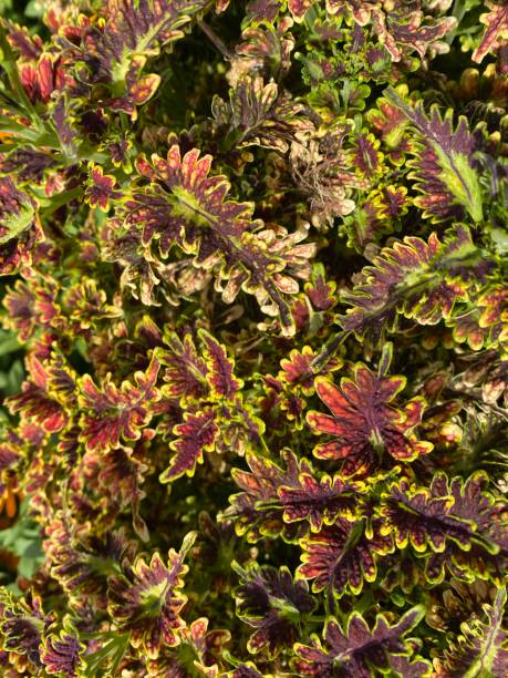 istock Colorful Leaves in the Summer in Boston 1266687893