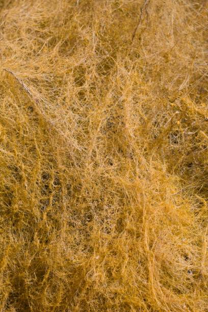 istock CUSCUTA DENTICULATA LEAF - TWENTYNINE PALMS - 051620 D 1266688898