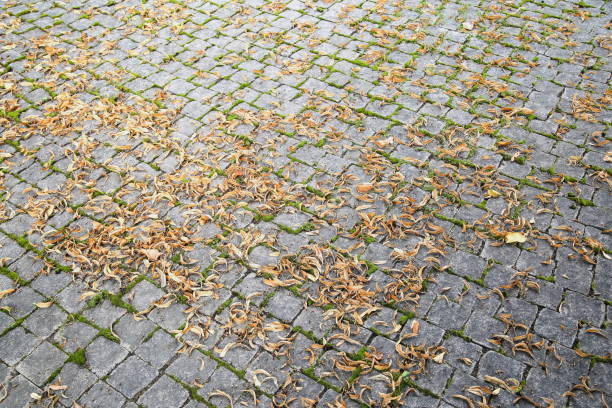 istock Yellow leaves on old paving stones. 1266688904