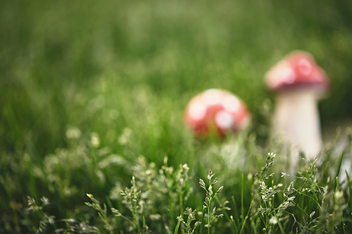 Toadstools in wild grass